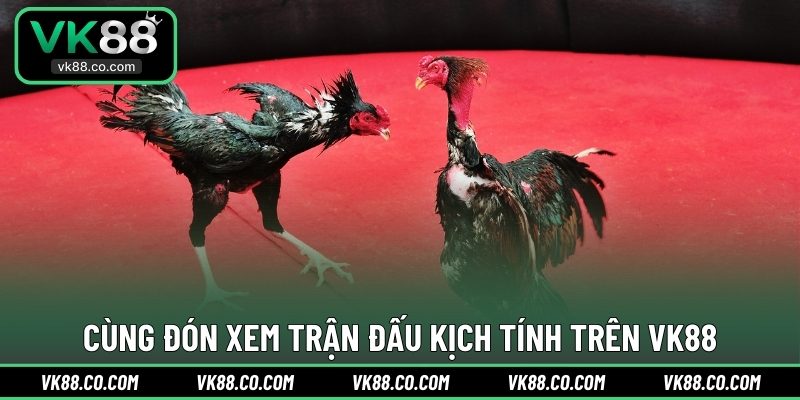 Cùng đón xem trận đấu kịch tính trên VK88