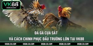 Đá Gà Cựa Sắt Và Cách Chinh Phục Đấu Trường Lớn Tại VK88