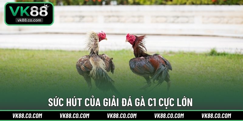 Sức hút của giải Đá Gà C1 cực lớn 